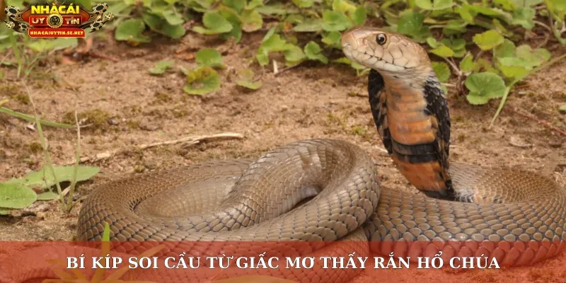 Bí kíp soi cầu từ giấc mơ thấy rắn hổ chúa