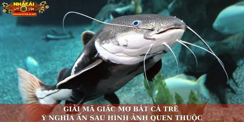 Giải mã giấc mơ bắt cá trê - Ý nghĩa ẩn sau hình ảnh quen thuộc