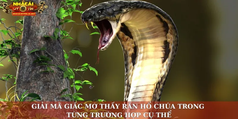 Giải mã giấc mơ thấy rắn hổ chúa trong từng trường hợp cụ thể