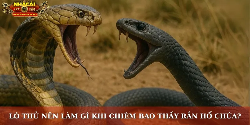 Lô thủ nên làm gì khi chiêm bao thấy rắn hổ chúa?