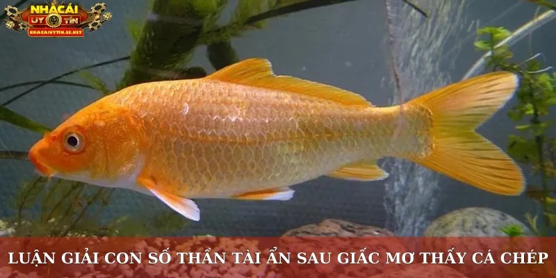Luận giải con số thần tài ẩn sau giấc mơ thấy cá chép