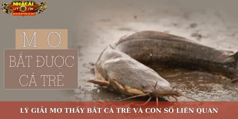 Lý giải mơ thấy bắt cá trê và con số liên quan