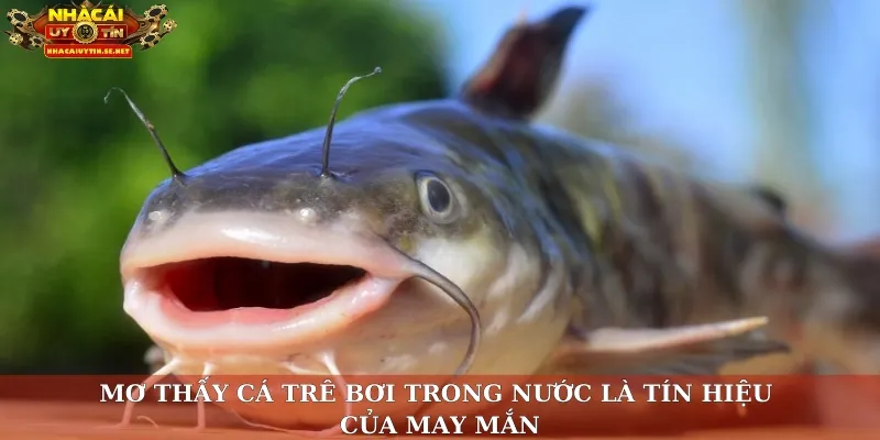 Mơ thấy cá trê bơi trong nước là tín hiệu của may mắn