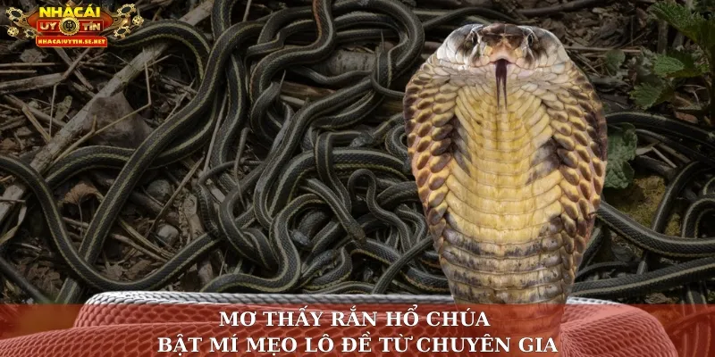 Mơ thấy rắn hổ chúa