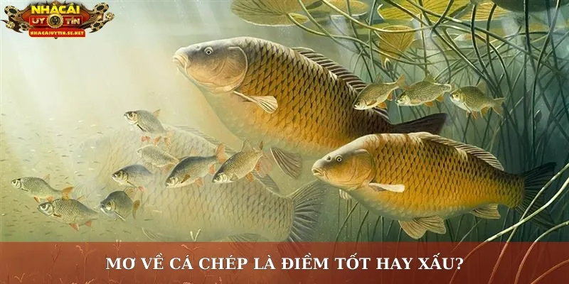 Mơ về cá chép là điềm tốt hay xấu?